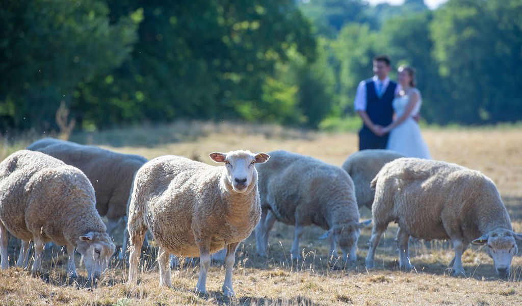 A couple surrounded by sheep